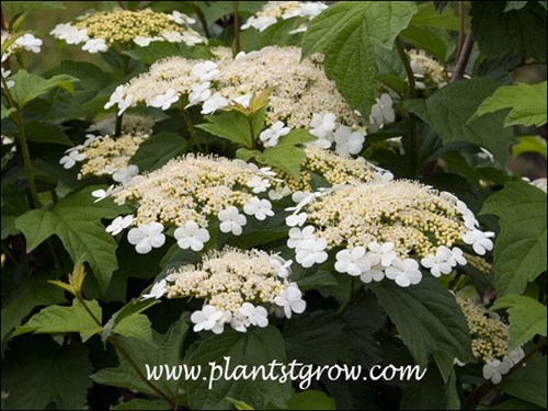 Cranberry Bush Viburnum (Viburnum opulus var trilobum)
The flowers on this plant were very large. The plant is a chance seedling that appeared in one of my gardens 3-4 years ago